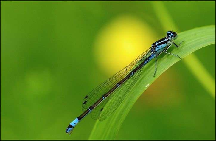 bug10.jpg ht=473
