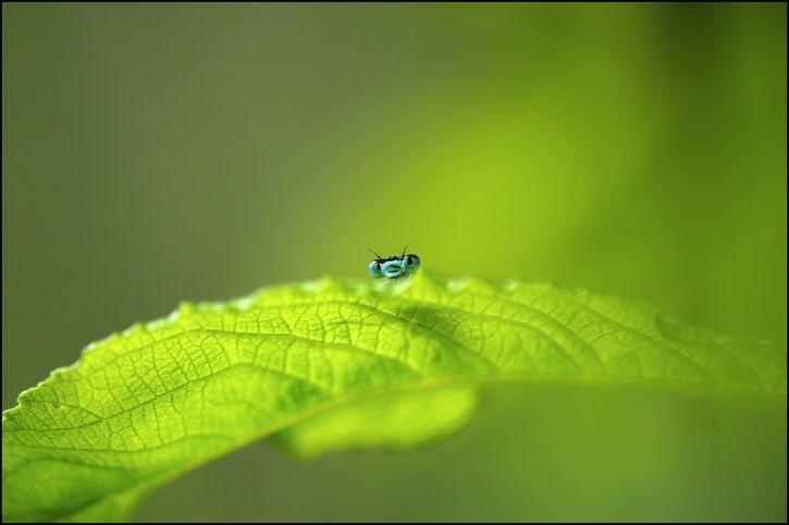 bug14.jpg ht=482