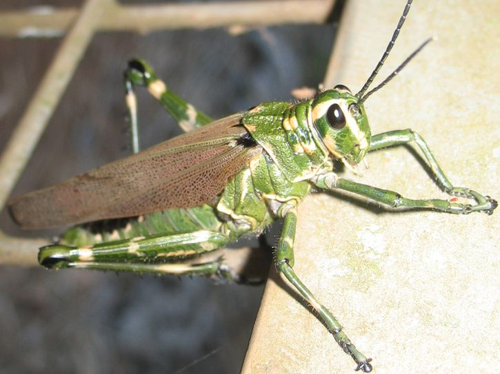 bug2.jpg ht=543