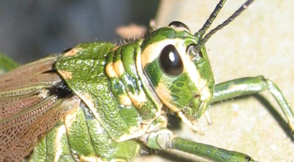 bug22.jpg ht=334