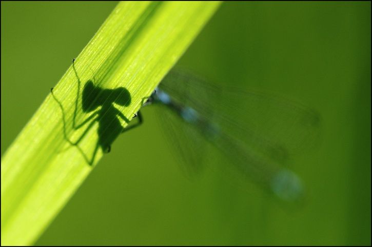 bug35.jpg ht=482