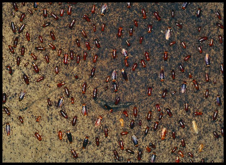 Bugs.jpg ht=529