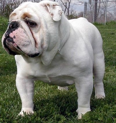 Bulldog.jpg ht=421