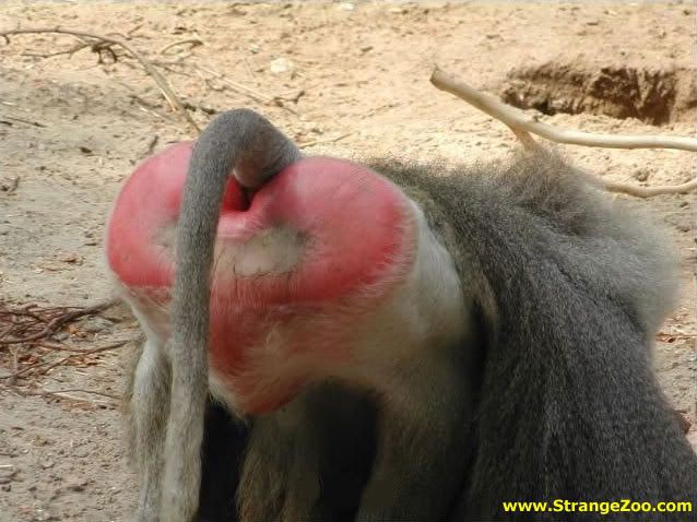 buttmonkey.jpg ht=478