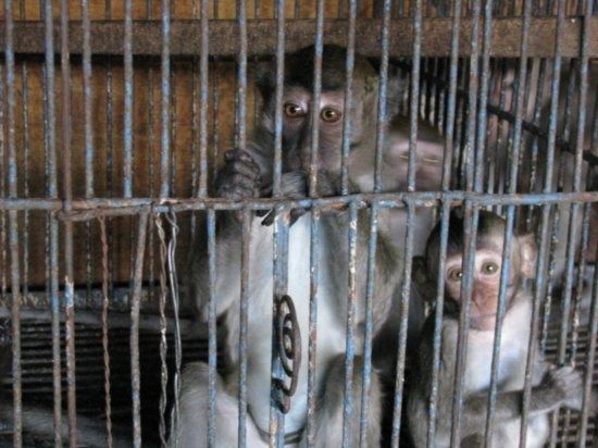 cagemonkeys.jpg ht=412