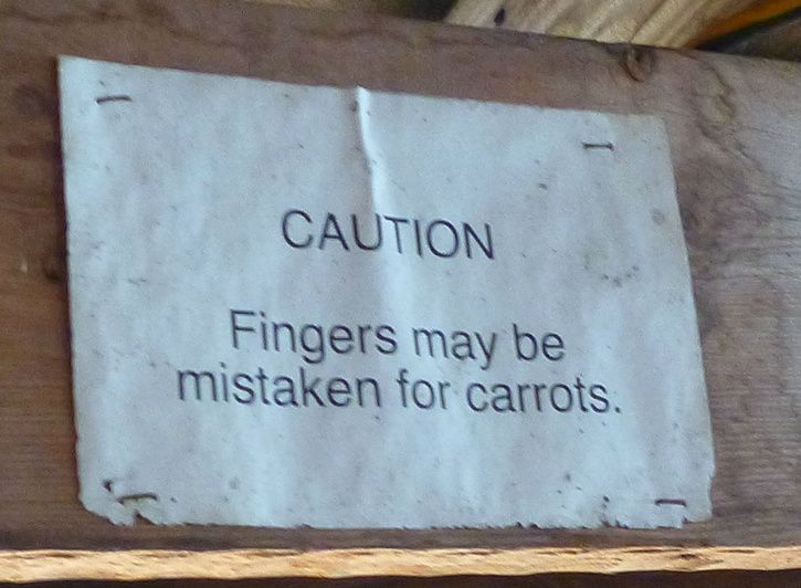 carrotfingers.jpg