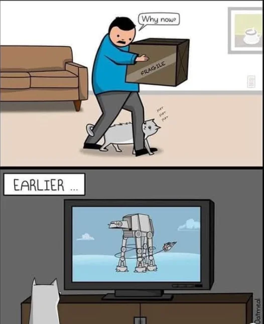 cat.webp