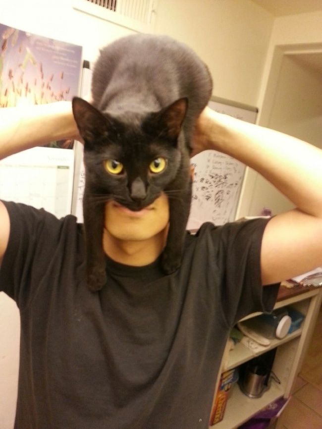 cat1.jpg