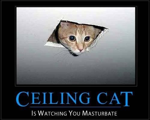 cat_demotivational-2.jpg ht=400