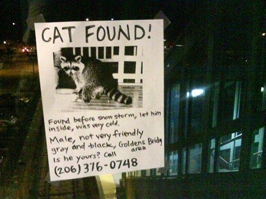 catfound.jpg ht=390