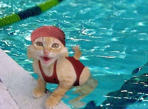 CatInPool.jpg ht=362