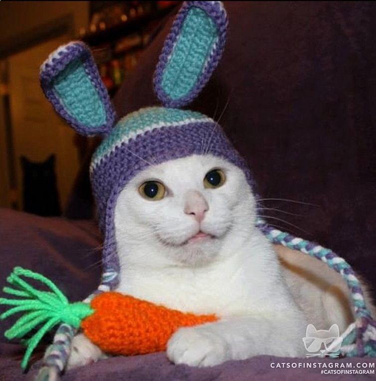 catsofinstagram-christie_kat-gato-disfrazado-de-pascua-conejo.jpg