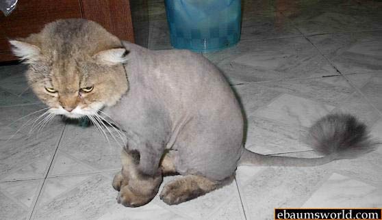 cattrim.jpg ht=322