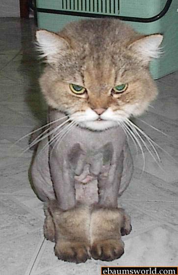 cattrim2.jpg ht=560