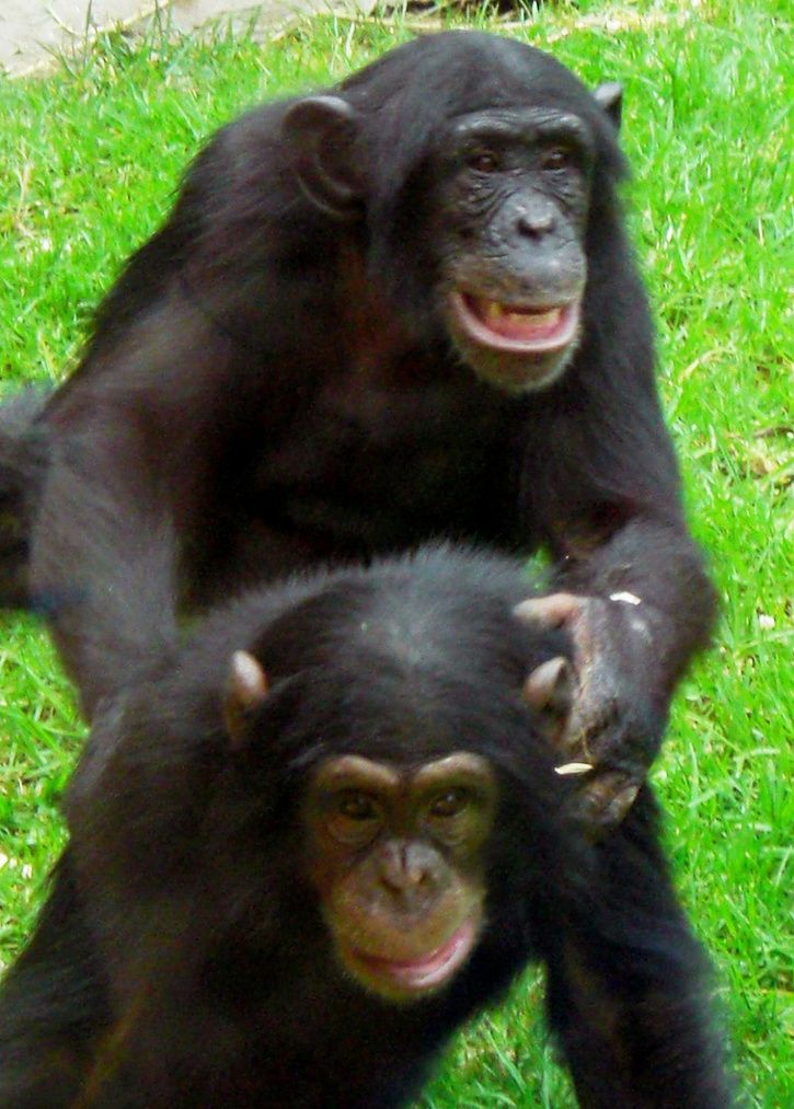 chimpanzees.jpg