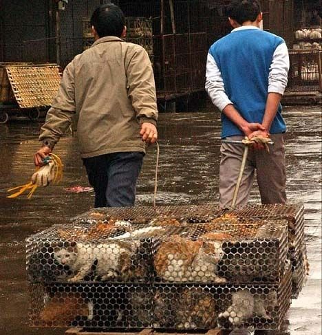 china-cat-death-camps-001.jpg ht=487