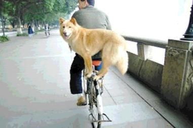 china-dog-on-a-bike.jpg ht=253