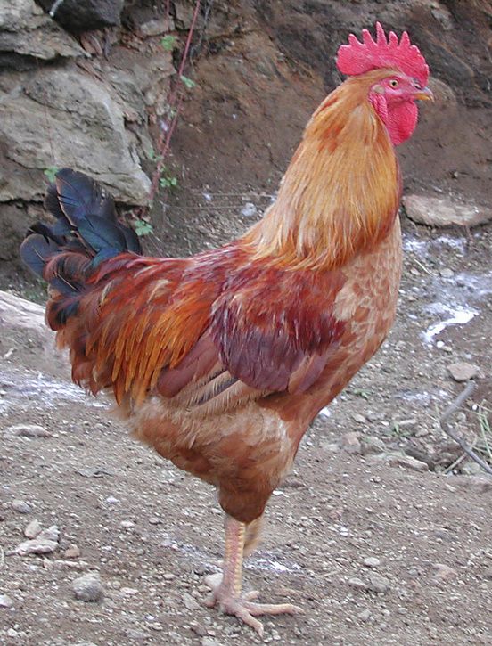 cock.jpg ht=725