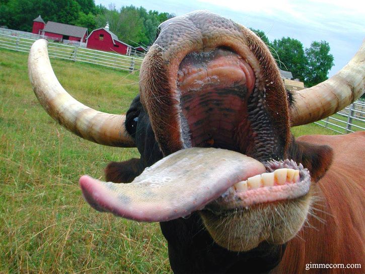 cow_800.jpg ht=544