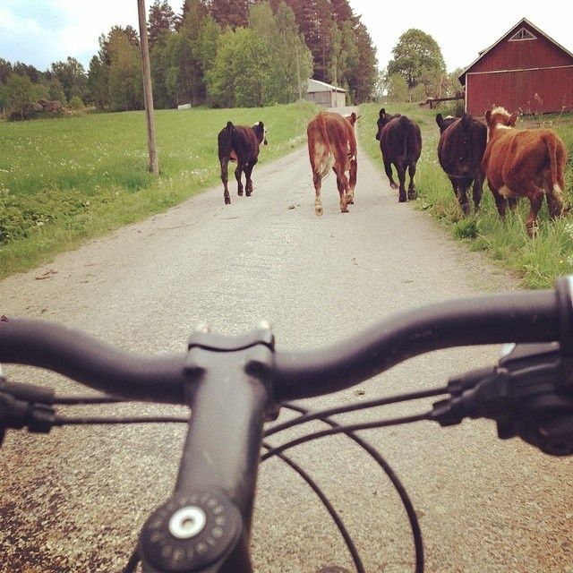 cows.jpg