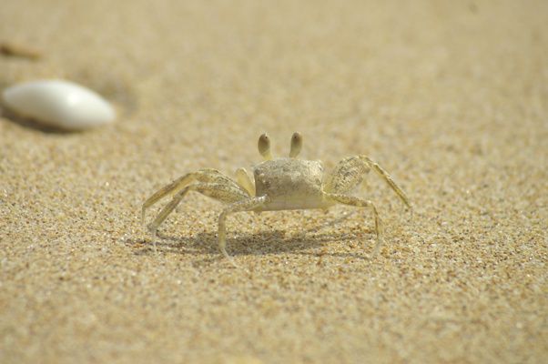 crab.jpg ht=400