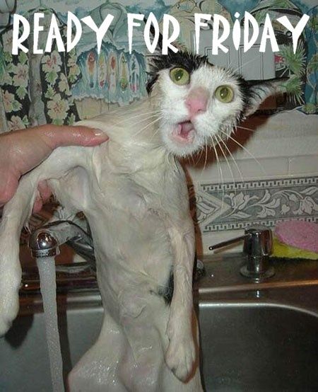 crazy-cat.jpg ht=554