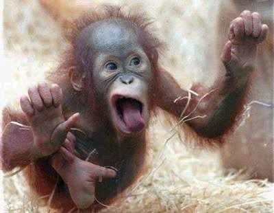 CrazyMonkey.jpg ht=310