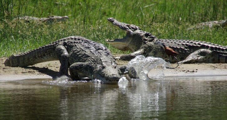 croc-resized.JPG ht=383