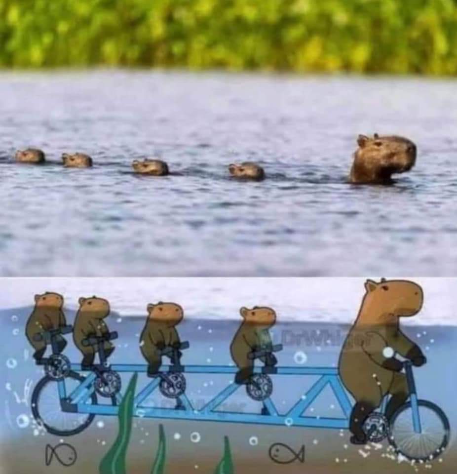 Cycling Kapybaras.jpg
