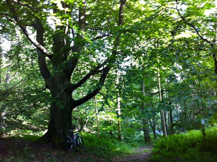 cykelmottrd.jpg