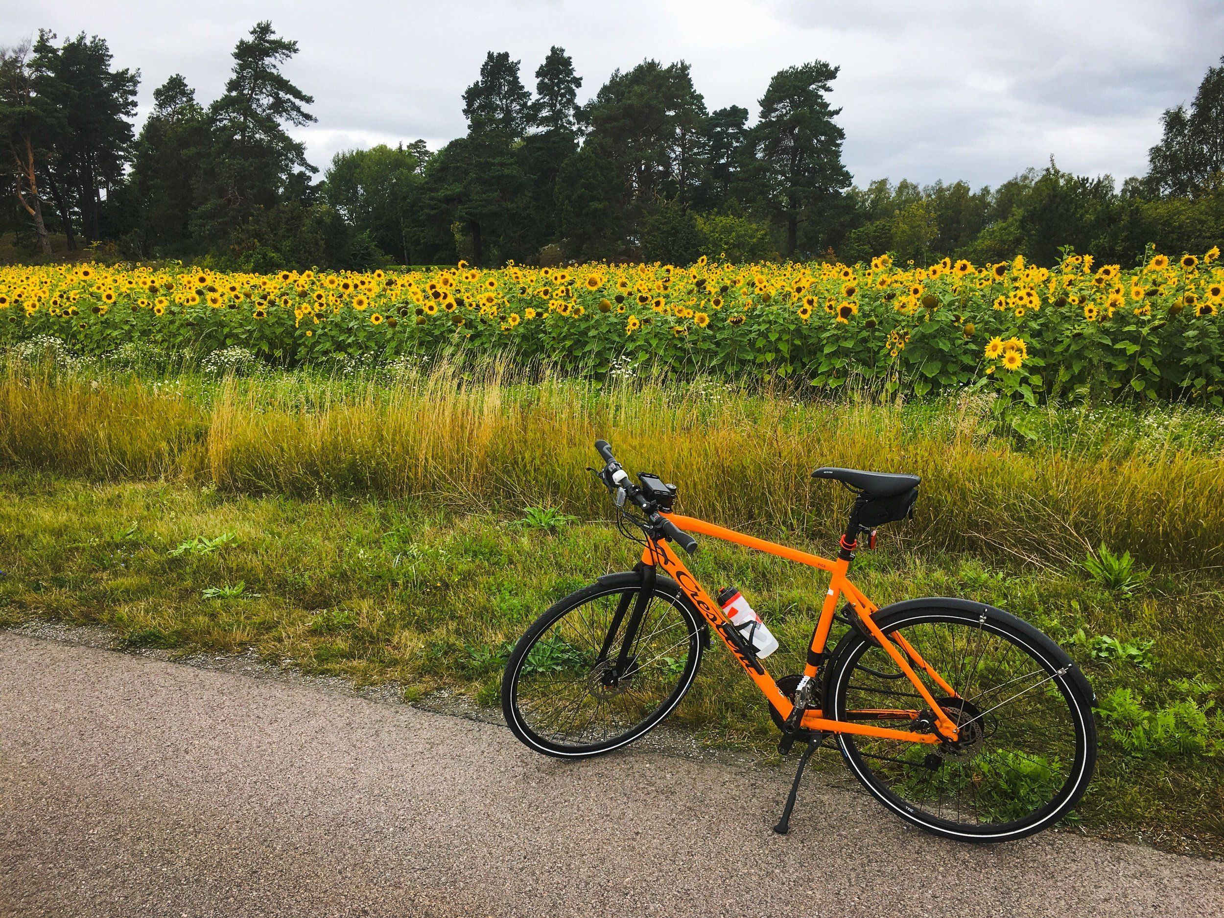 cykel-solrosor-20200904.jpg