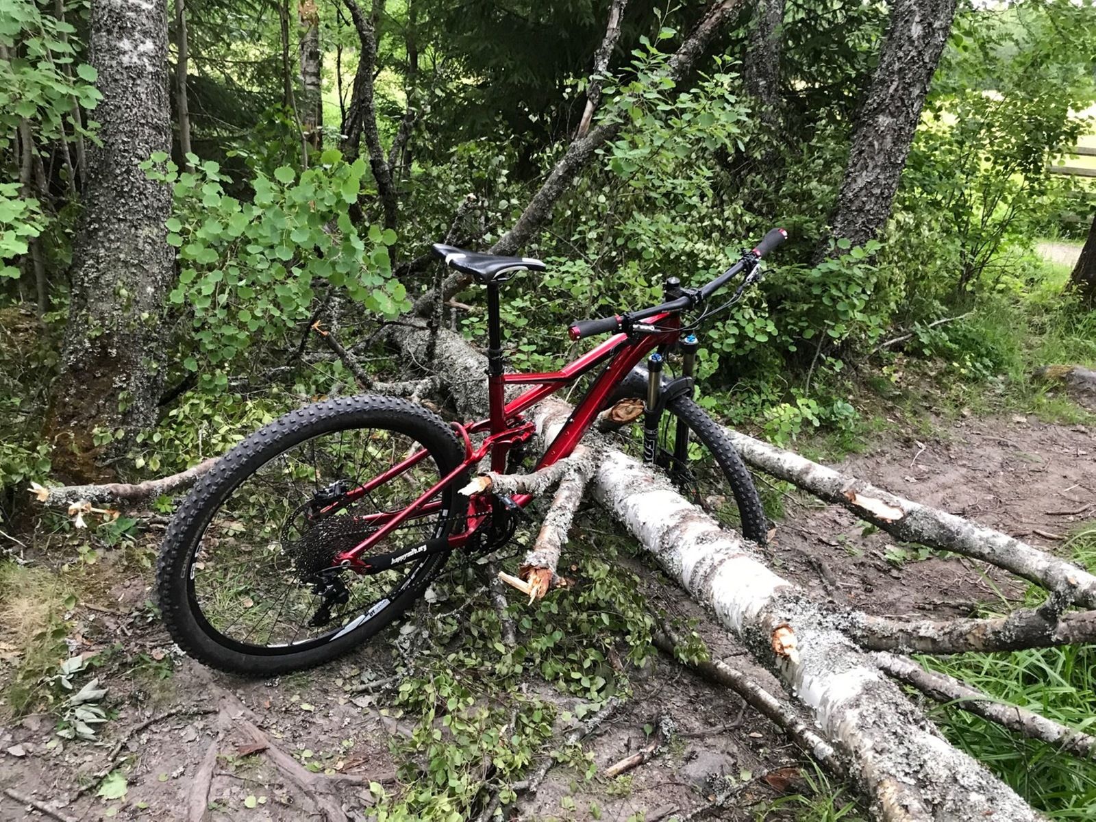 Cykelbjrk.jpg
