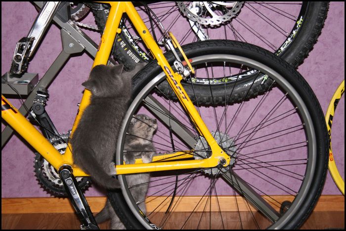 cykelkontroll.jpg ht=467
