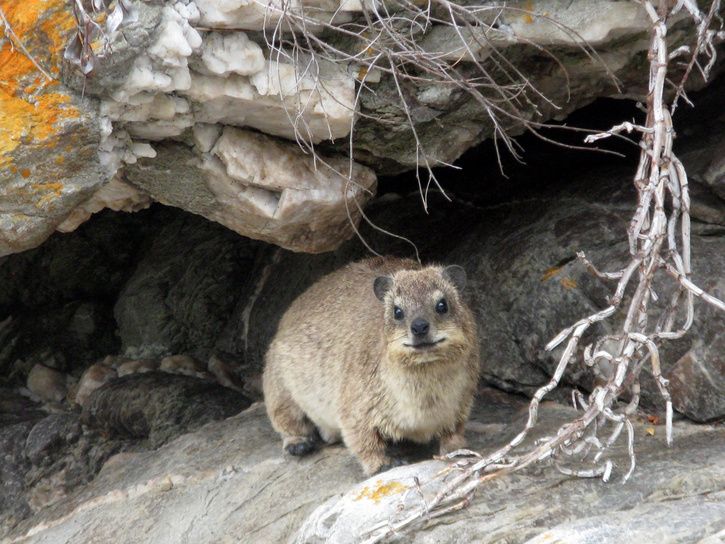 dassie.jpg ht=544