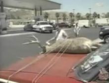 Deer-On-Car.jpg