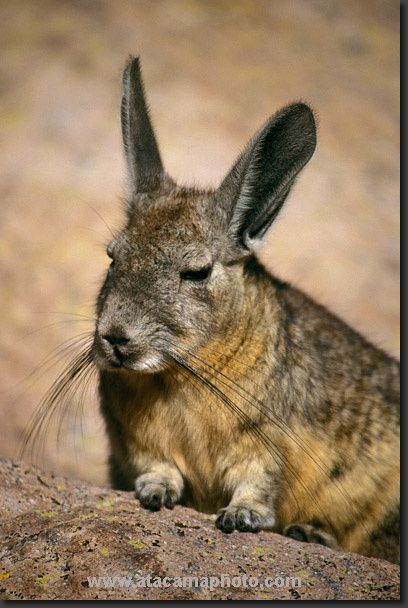 desert-animals1.jpg ht=608