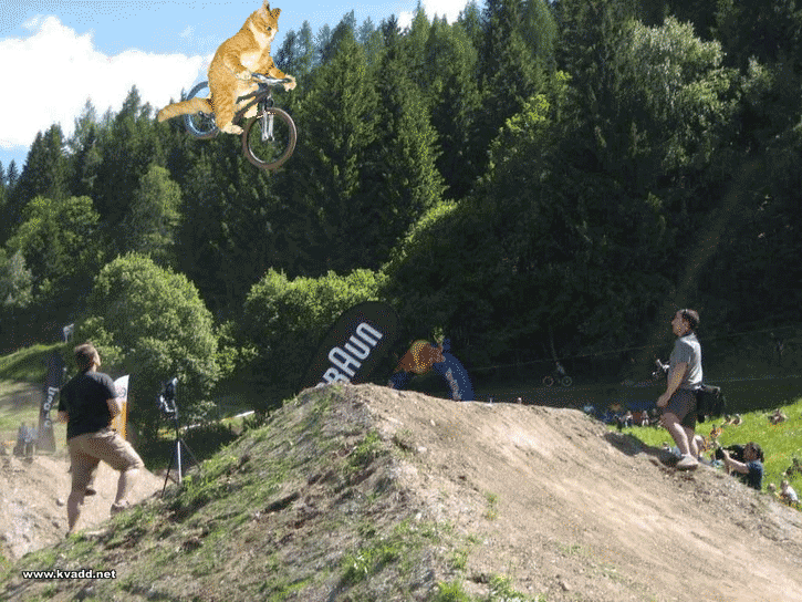 dirtkatt.gif ht=544