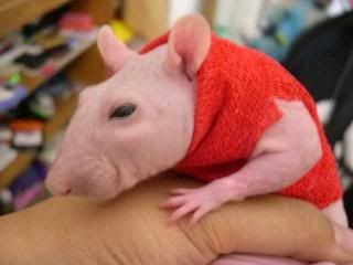 dobby3.jpg ht=240