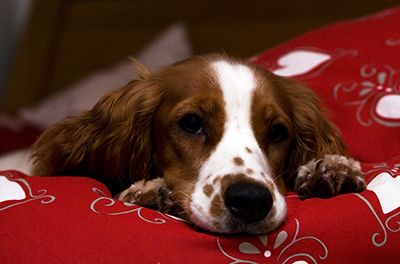 dÃdsmaskin.jpg ht=264