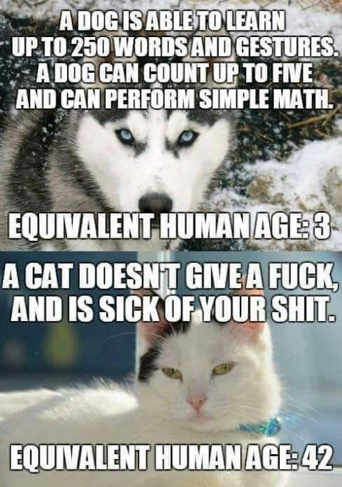 dog_cat_age.jpg