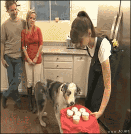 dog_eyes.gif ht=264