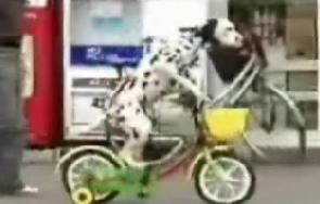 dogbike.JPG ht=188