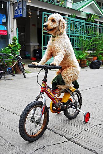 dogonbike.jpg