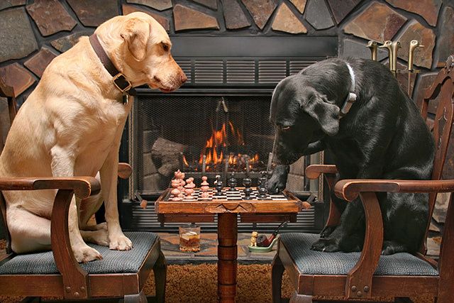 dogs-playing-chess-151593.jpg