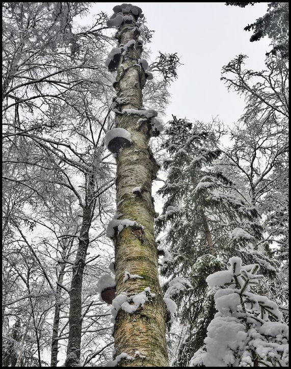 droppen4.jpg ht=725
