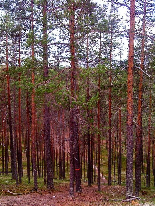 DSC00448_webb.jpg ht=725