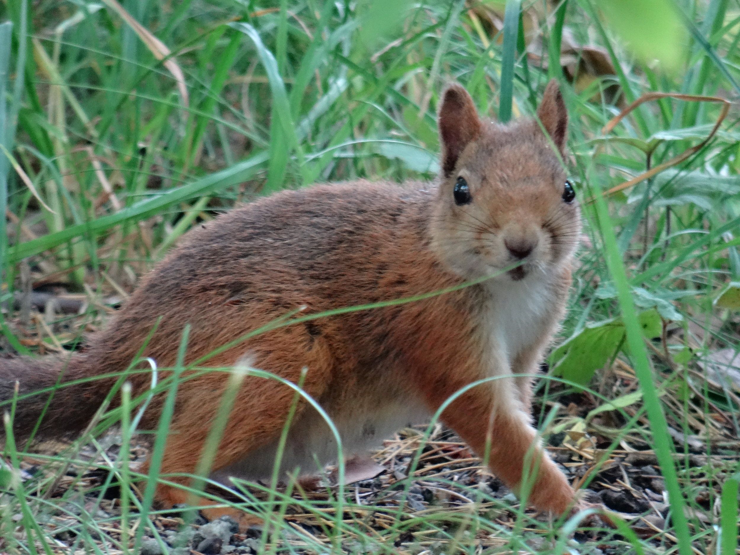 DSC00770.JPG