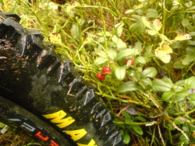 DSC01292.JPG ht=480