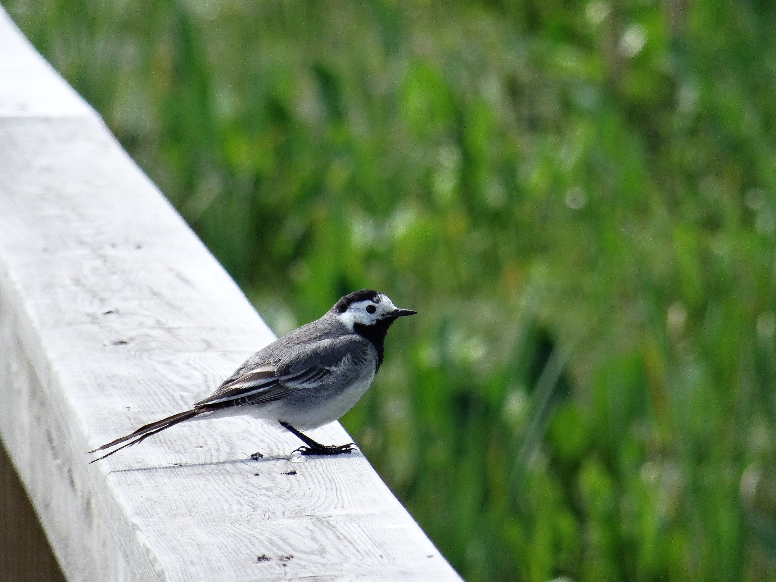 DSC07784.JPG