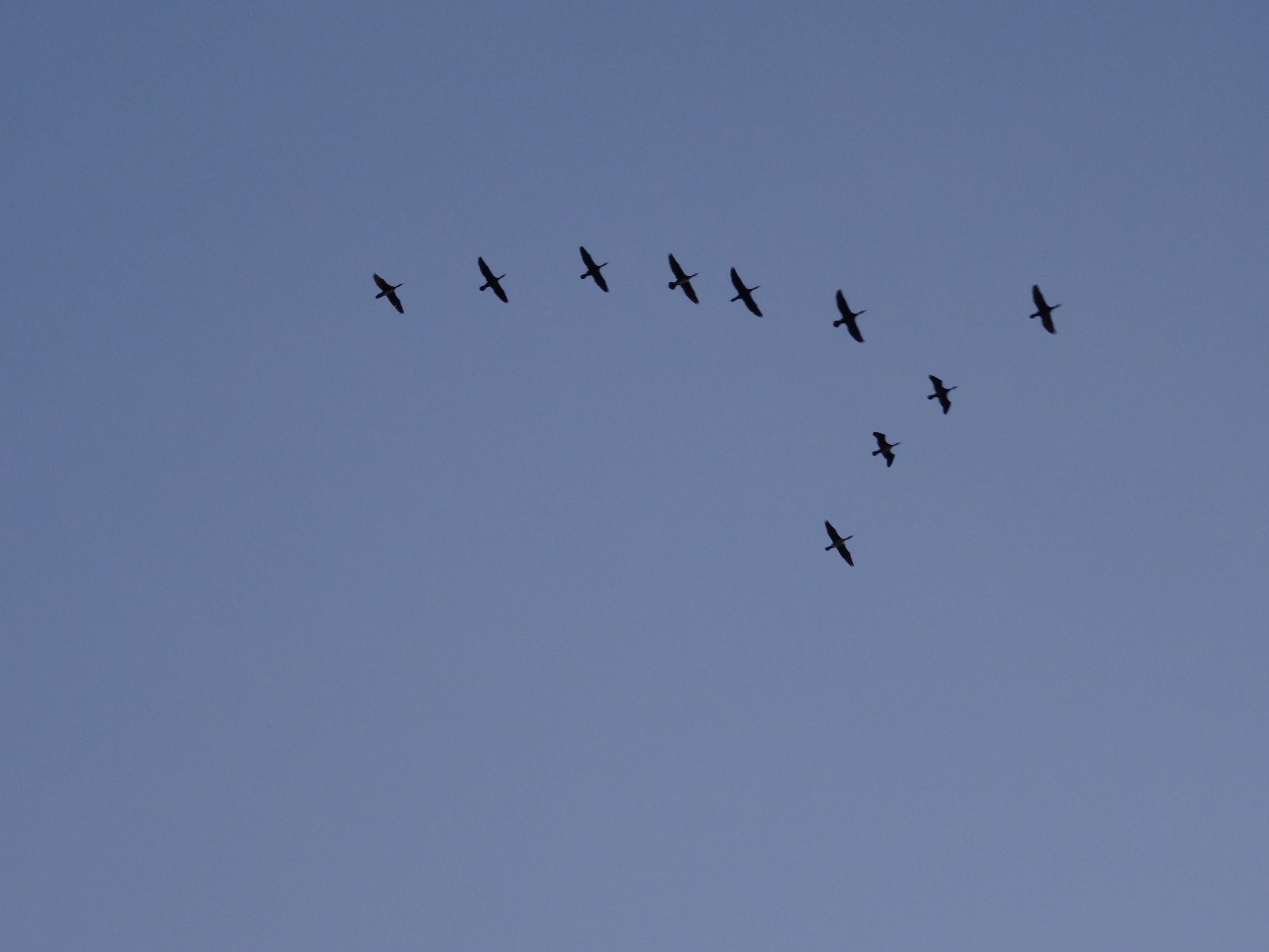 DSC09779.JPG